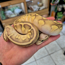 Royal Python (Pastave Calico)