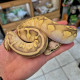 Royal Python (Pastave Calico)