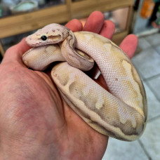 Royal Python (Mojave Calico Firefly)