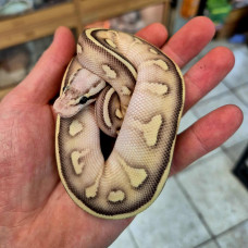 Royal Python (Mojave Firefly)