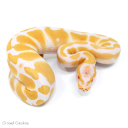 Royal Python (Albino)