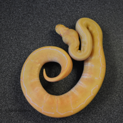 Royal Python (Albino Pinstripe)