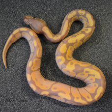 Royal Python (Banana)