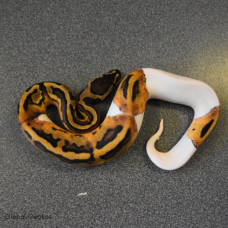 Royal Python Pied Female 2