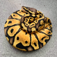 Royal Python (Pastel)
