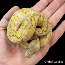 Royal Python (Superfly Clown)