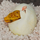 The Breeding Facility