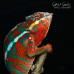 Panther Chameleon (Ambilobe) Male CB25