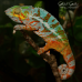 Panther Chameleon (Nosy Faly) - Male CB24