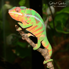Panther Chameleon (Nosy Mitsio) - Male CB25