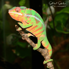 Panther Chameleon (Nosy Mitsio) - Male CB24