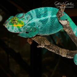 Panther Chameleon (Nosy Faly) - Male CB25