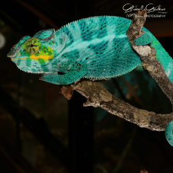 Panther Chameleon (Nosy Faly) - Male CB24