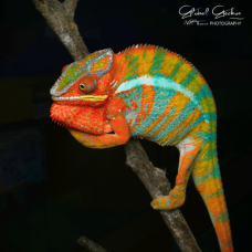 Panther Chameleon (Ambilobe) Male CB25