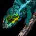 Panther Chameleon (Nosy Faly) - Male CB24