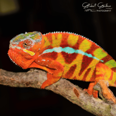 Panther Chameleon (Sambava) Male CB25