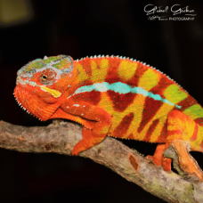 Panther Chameleon (Sambava) Male CB24