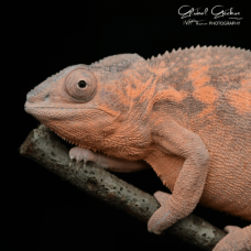 Panther Chameleon (Ambilobe) Female CB25