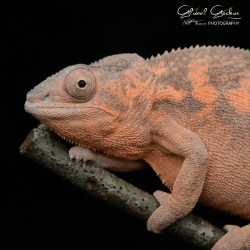 Panther Chameleon (Ambilobe) Female CB24