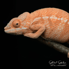 Panther Chameleon (Sambava) Female CB25
