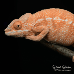 Panther Chameleon (Sambava) Female CB25