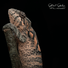 Panther Chameleon (Nosy Mitsio) - Female CB25