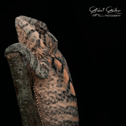 Panther Chameleon (Nosy Mitsio) - Female CB24