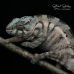 Panther Chameleon (Ambilobe) Female CB25