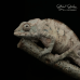Panther Chameleon (Nosy Faly) - Female CB24