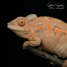 Panther Chameleon (Nosy Faly) - Female CB25