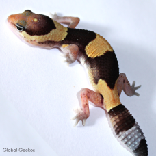 African Fat Tailed Gecko (Normal Banded)
