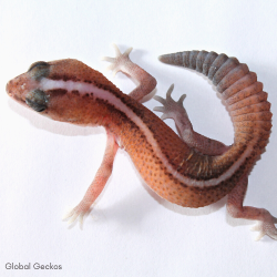 African Fat Tailed Gecko (Patternless Stripe)