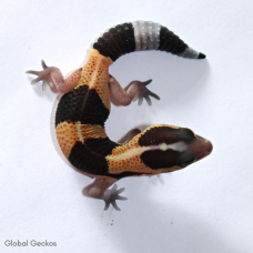 African Fat Tailed Gecko (Normal Striped)