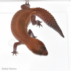 African Fat Tailed Gecko (Patternless)
