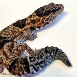 African Fat Tailed Gecko (Whiteout)