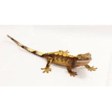 Crested Gecko (Harlequin)