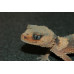 Rough Knob Tailed Gecko