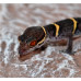 Hainan Cave Gecko