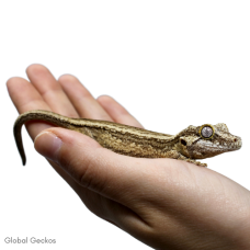 Gargoyle Gecko (Striped)