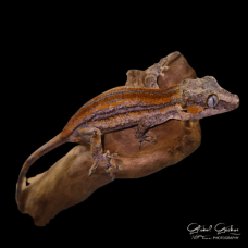 Gargoyle Gecko (Orange Striped) CB26 Gargoyle Gecko (Orange Striped) CB26