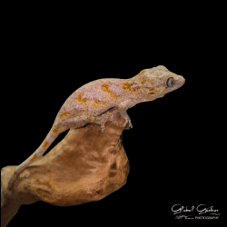 Gargoyle Gecko (Orange Blotched) CB26 Gargoyle Gecko (Orange Blotched) CB26