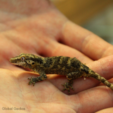 Gargoyle Gecko (Reticulated)