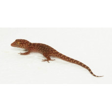 Bynoes Gecko