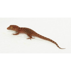 Bynoe's Gecko