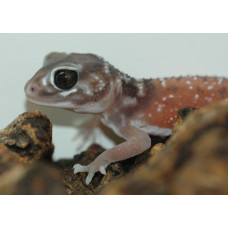 Smooth Knobtailed Gecko