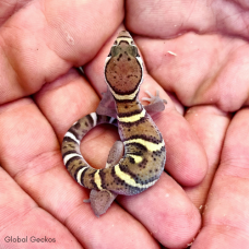 Central American Banded Gecko