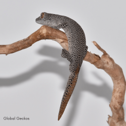 Golden Spiny Tailed Gecko