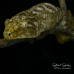 New Caledonian Giant Gecko (Leachie) - Moro CB22