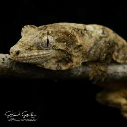 Mossy Gecko (Chahoua)