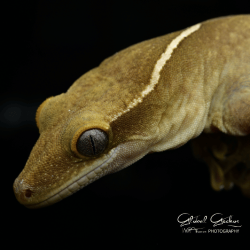 Sarasin's Giant Gecko (White Spot, White Collar) 